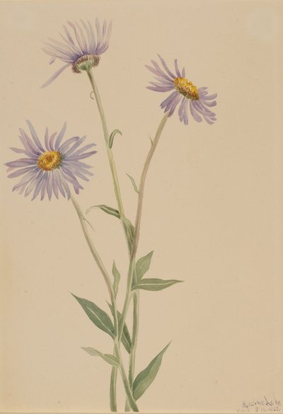 Showy Fleabane by Mary Vaux Walcott
