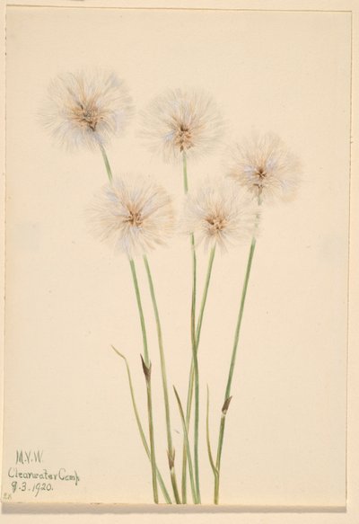 Slender Cotton-Grass (Eriophorum chamissonis) by Mary Vaux Walcott