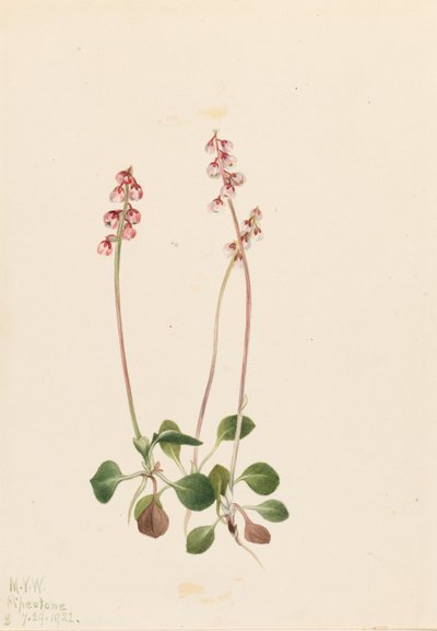Small Pyrola (Pyrola minor) by Mary Vaux Walcott