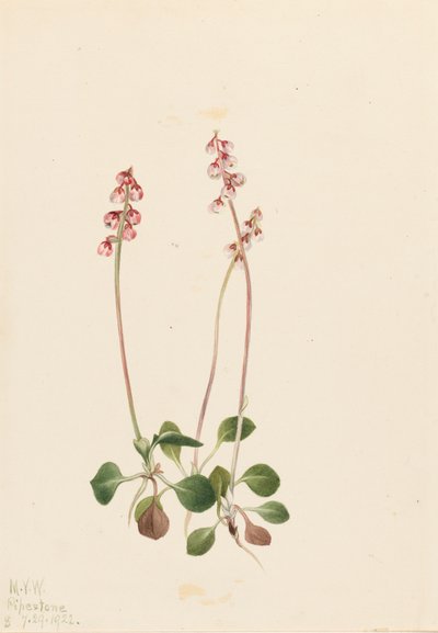 Small Pyrola, 1922 by Mary Vaux Walcott
