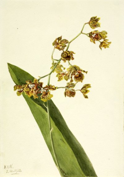 Spotted Cyrtopodium by Mary Vaux Walcott