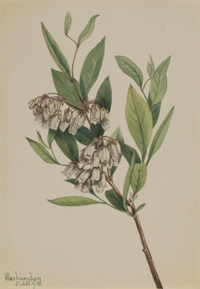 Stagger-Bush, 1918 by Mary Vaux Walcott