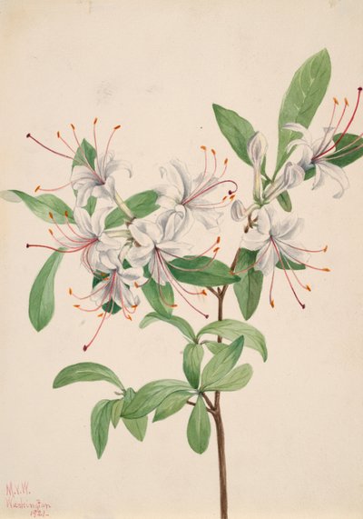 Sweet Azalea by Mary Vaux Walcott