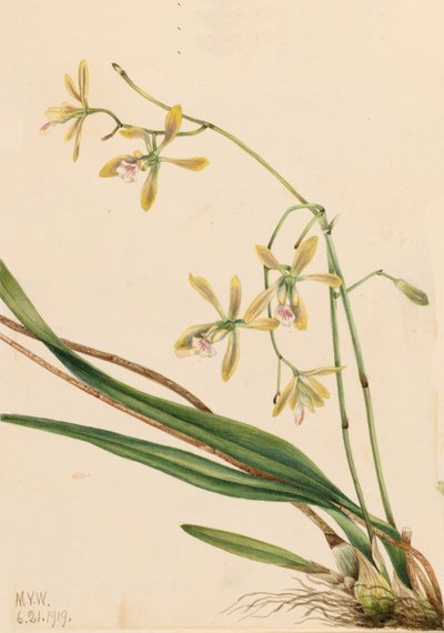 Tampa Epidendrum Epidendrum tampense by Mary Vaux Walcott