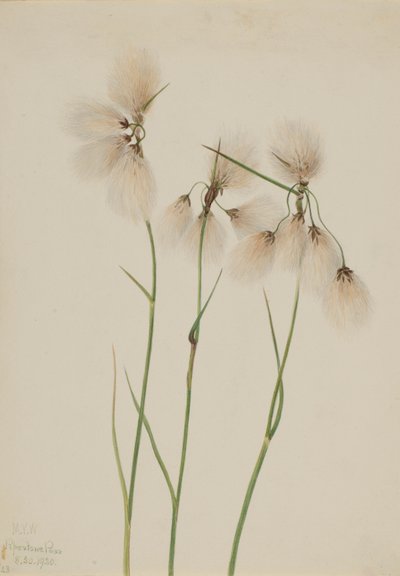 Tassel Cottongrass by Mary Vaux Walcott