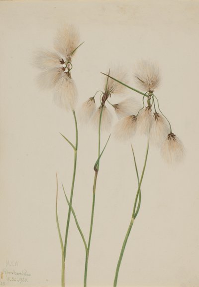 Tassel Cottongrass Eriophorum angustifolium, 1920 by Mary Vaux Walcott