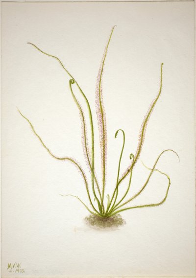 Thread Leaf Sundew by Mary Vaux Walcott