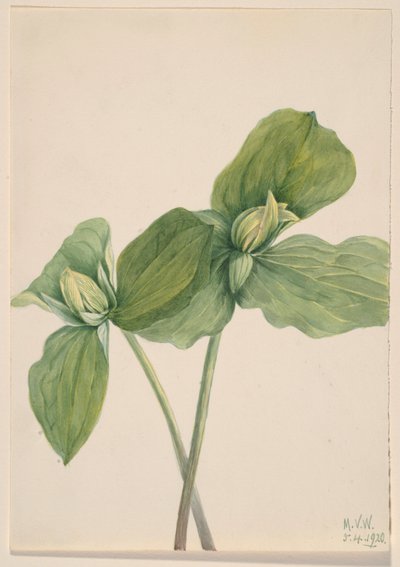 Toad Trillium (Trillium Sessile) by Mary Vaux Walcott