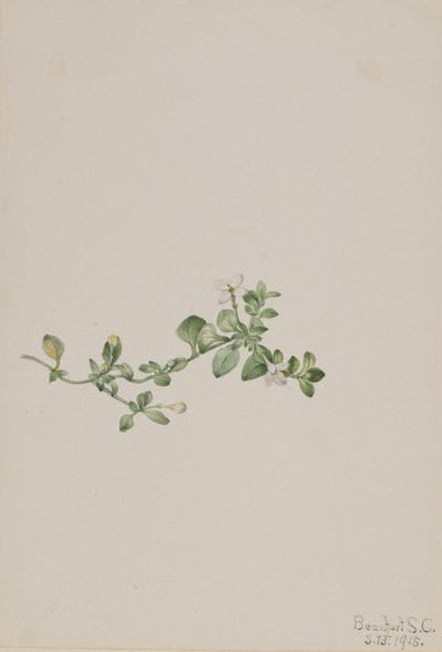 Trailing Houstonia by Mary Vaux Walcott