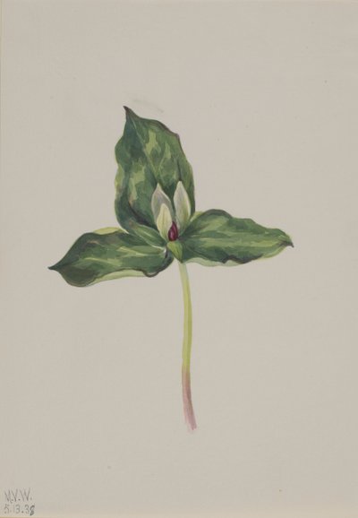 Trillium Discolor, 1938 by Mary Vaux Walcott