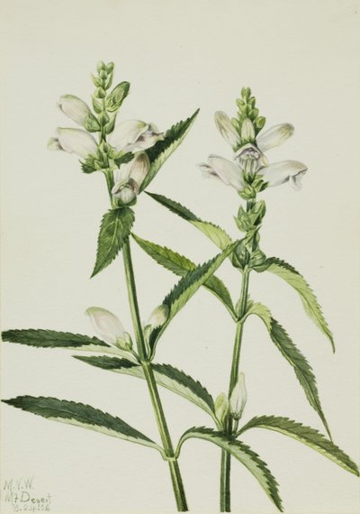 Turtlehead by Mary Vaux Walcott