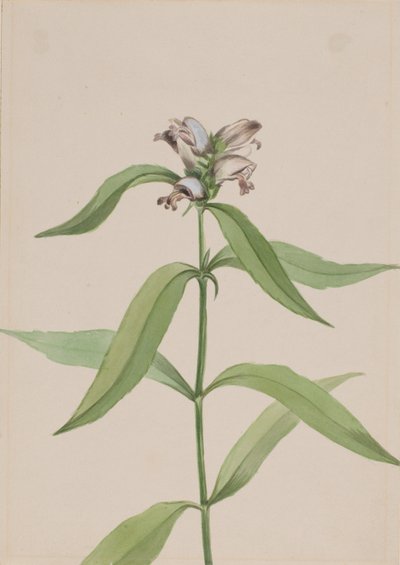 Turtlehead Chelone Glabra by Mary Vaux Walcott