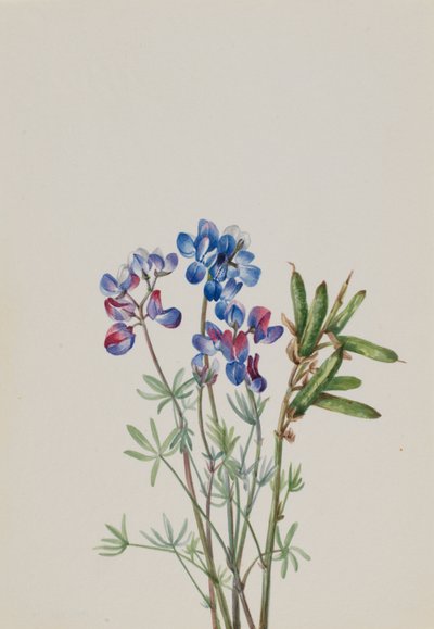 Untitled--Flower Study by Mary Vaux Walcott