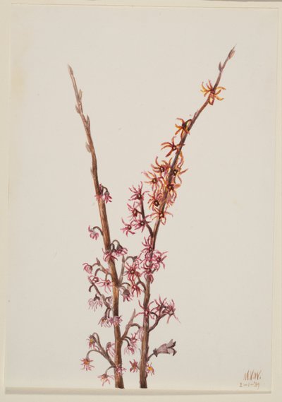Plant Study by Mary Vaux Walcott