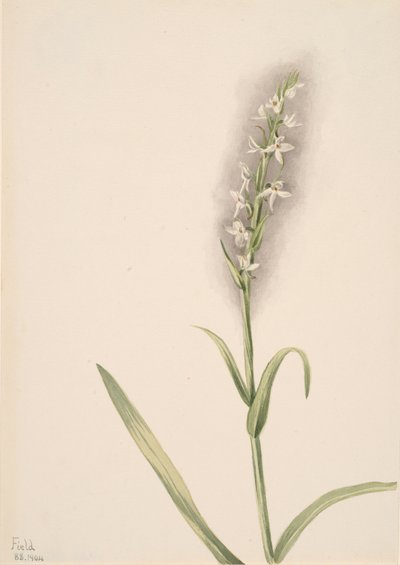 Untitled--Plant Study, 1904 by Mary Vaux Walcott