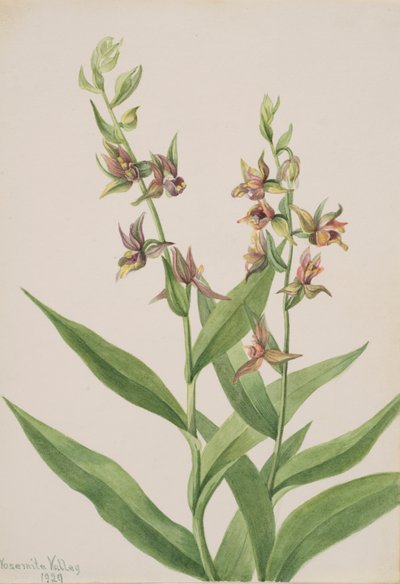 Untitled--Plant Study by Mary Vaux Walcott