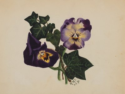 Untitled (Pansies and Ivy) by Mary Vaux Walcott