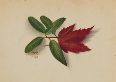 Untitled by Mary Vaux Walcott