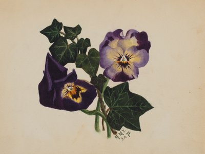 Untitled Pansies and Ivy by Mary Vaux Walcott