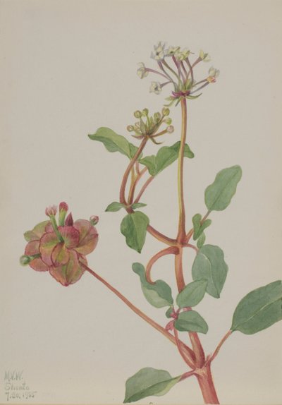 Untitled Tripterocalyx Pedunculatus by Mary Vaux Walcott