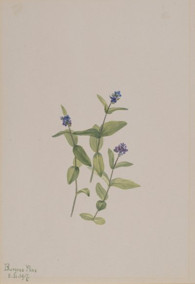Veronica wormskjoldii by Mary Vaux Walcott