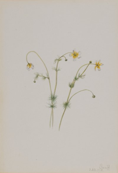 Water Crowfoot by Mary Vaux Walcott