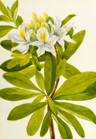 Western Azalea by Mary Vaux Walcott