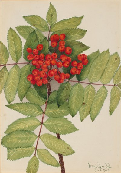 Western Mountain Ash (Sorbus sambucifolia) by Mary Vaux Walcott