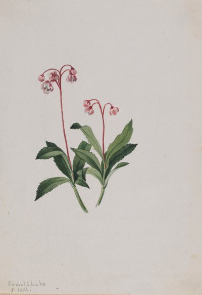 Western Pipsissewa by Mary Vaux Walcott