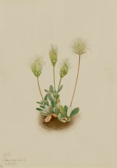 White Dryad Dryas Octopetala, 1920 by Mary Vaux Walcott