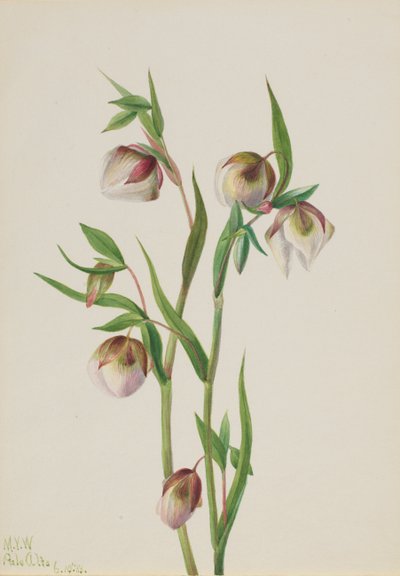 White Fairy Lantern by Mary Vaux Walcott
