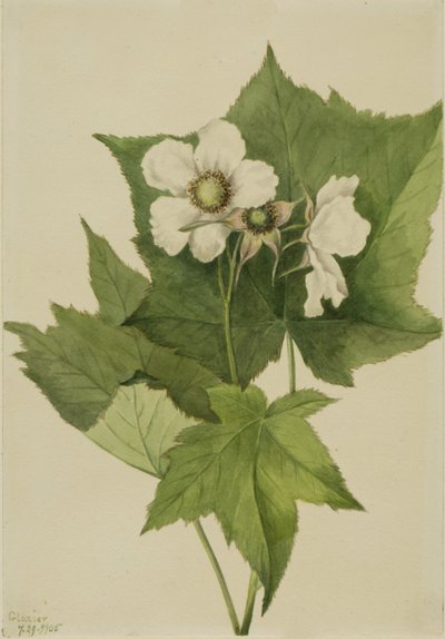 White Flowering Raspberry by Mary Vaux Walcott