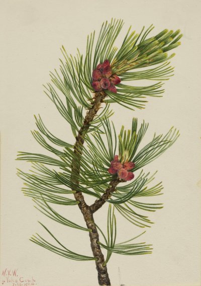 Whitebark Pine by Mary Vaux Walcott