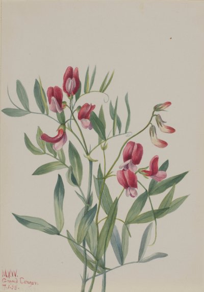 Wild Pea Lathyrus Decaphyllus by Mary Vaux Walcott
