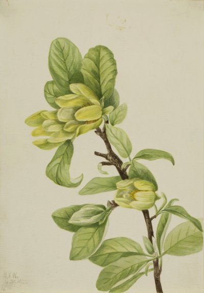 Yellow Cucumbertree by Mary Vaux Walcott