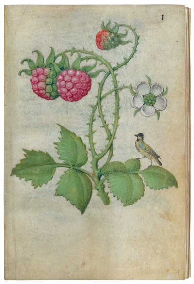 Book of Flower Studies by Master of Claude de France