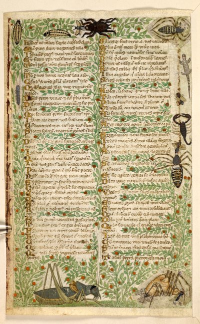 Flowers, Fruit and Insects, including a Scorpion and a Lizard, from 
