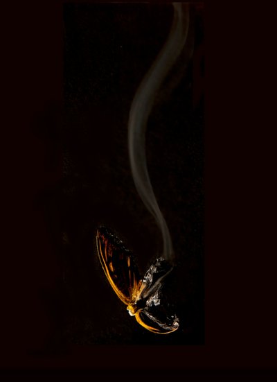 Burning Butterfly 15, 2013 by Mat Collishaw