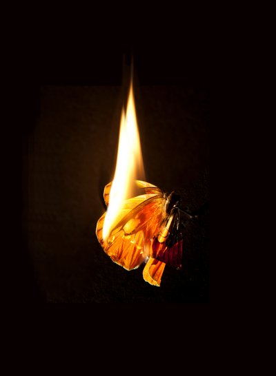 Burning Butterfly 17 by Mat Collishaw
