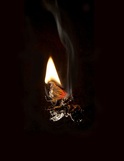 Burning Butterfly 19 by Mat Collishaw