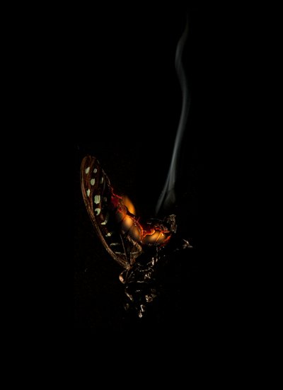 Burning Butterfly 5, 2013 by Mat Collishaw