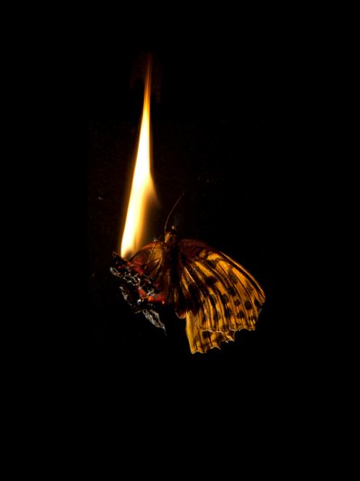Burning Butterfly 6, 2013 by Mat Collishaw