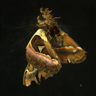 Insecticide 11 by Mat Collishaw