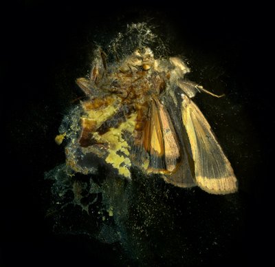 Insecticide 12 by Mat Collishaw