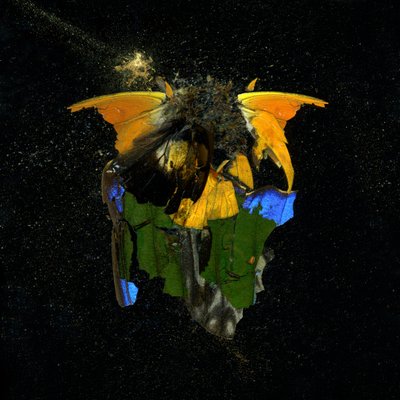 Insecticide 14, 2009 by Mat Collishaw