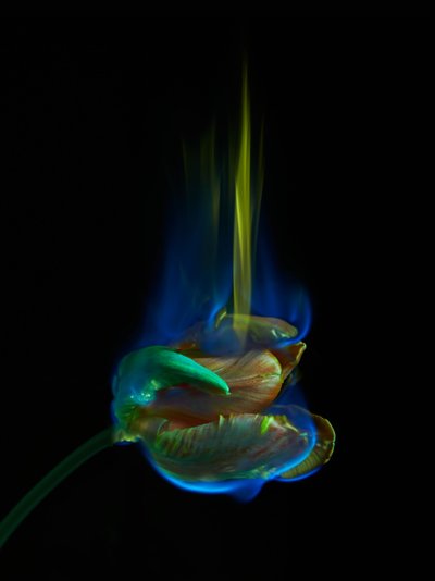 The Poisoned Page, 2013 by Mat Collishaw