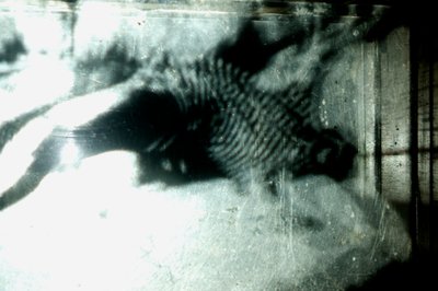Wormery, 2009 by Mat Collishaw
