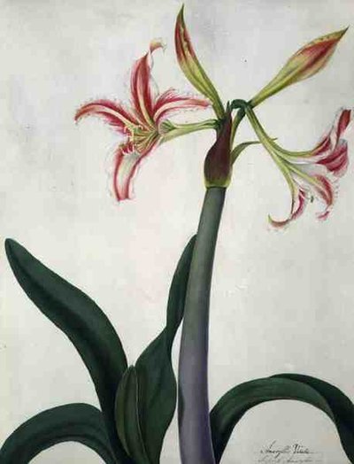 Amaryllis Vitata by Matilda Conyers