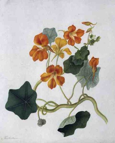 Tropaeolum by Matilda Conyers