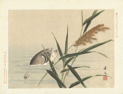 Diving Duck by Reeds (series title: Flower and Bird Sketches by Keibun - Part Three) by Matsumura Keibun